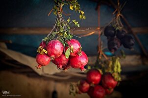 Temporada de cosecha de granadas en Shiraz