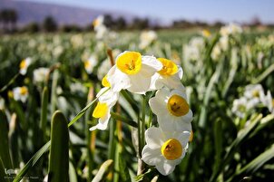 Cosecha de narcisos en el sur de Irán