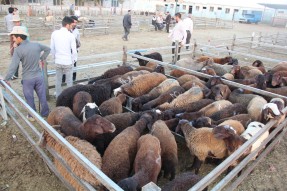 میدان احشام زنجان در روز عید سعید قربان