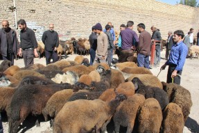 خرید و فروش دام نذری در ایام محرم