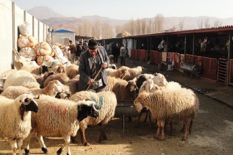 قربانگاه کهلا در عید قربان دایر شد