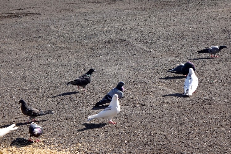 امامزاده سید ابراهیم(ع) زنجان به روایت تصویر