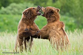 زندگی شگفت‌انگیز حیوانات