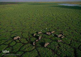 کوچک شدن زندگی حیوانات