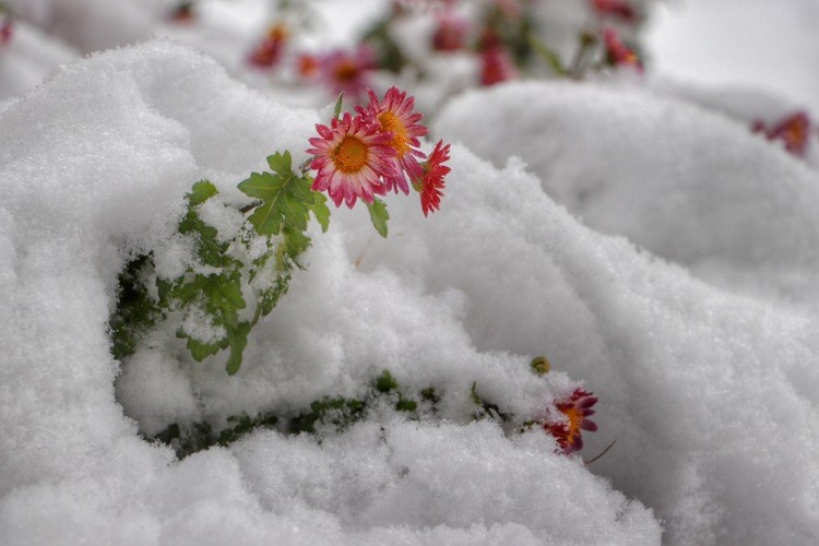 روزهای برفی در زنجان