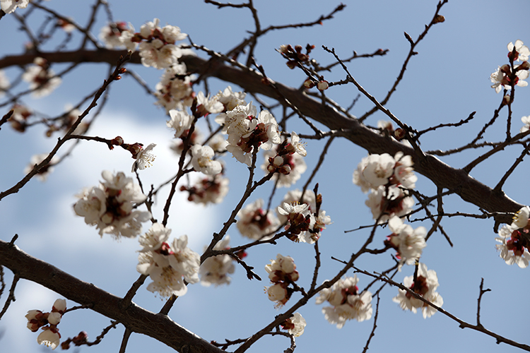 عکس | طبیعت نو در ابهر و خرمدره