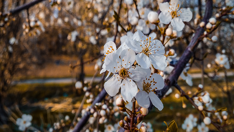 عکس | طبیعت نو در ابهر و خرمدره