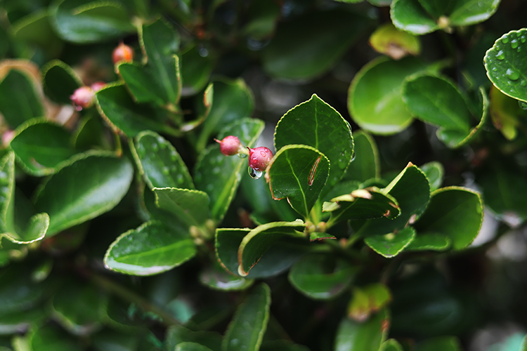 عکس | اینجا زنجان؛ ابر و باد و مه و خورشید و فلک در کاراند