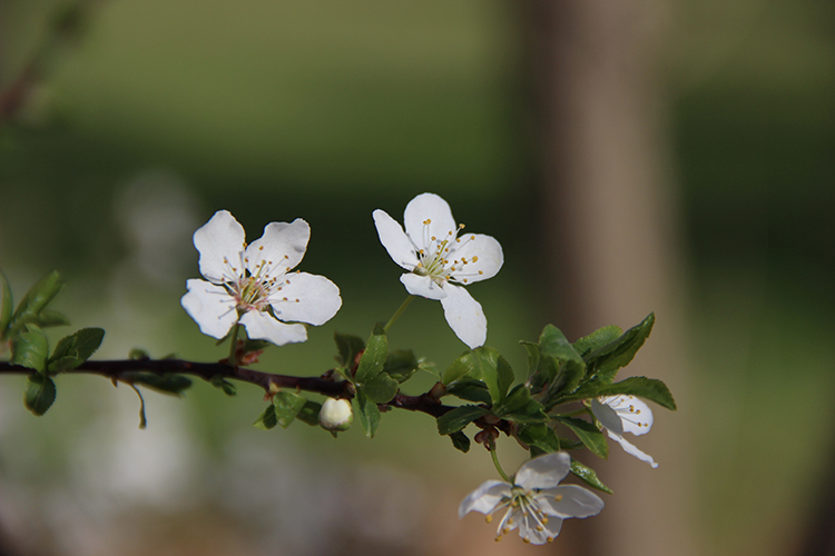 عکس | اینجا زنجان؛ ابر و باد و مه و خورشید و فلک در کاراند