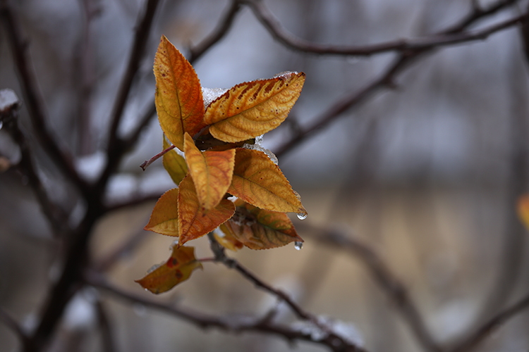 عکس | اینجا زنجان؛ ابر و باد و مه و خورشید و فلک در کاراند