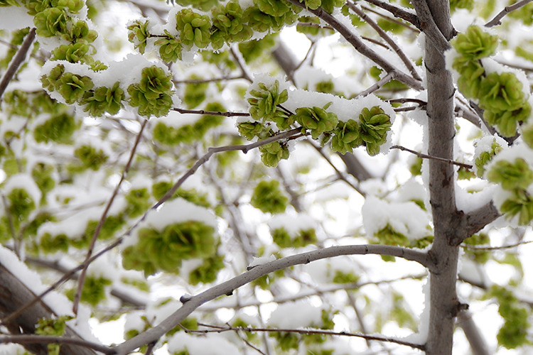عکس | چهره زمستانی بهار در زنجان