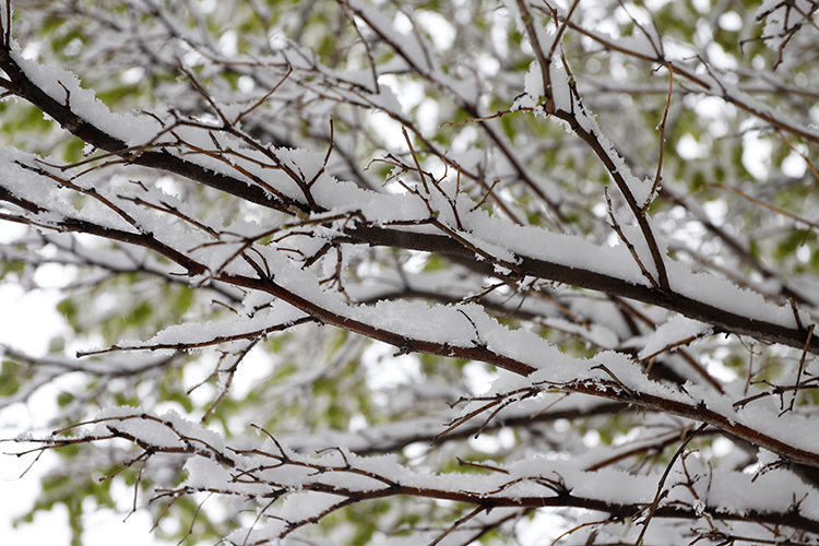 عکس | چهره زمستانی بهار در زنجان