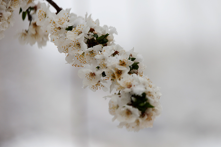 عکس | چهره زمستانی بهار در زنجان