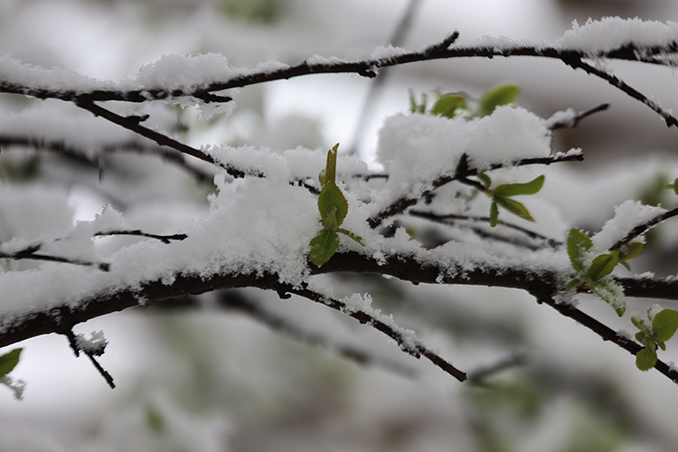 عکس | چهره زمستانی بهار در زنجان