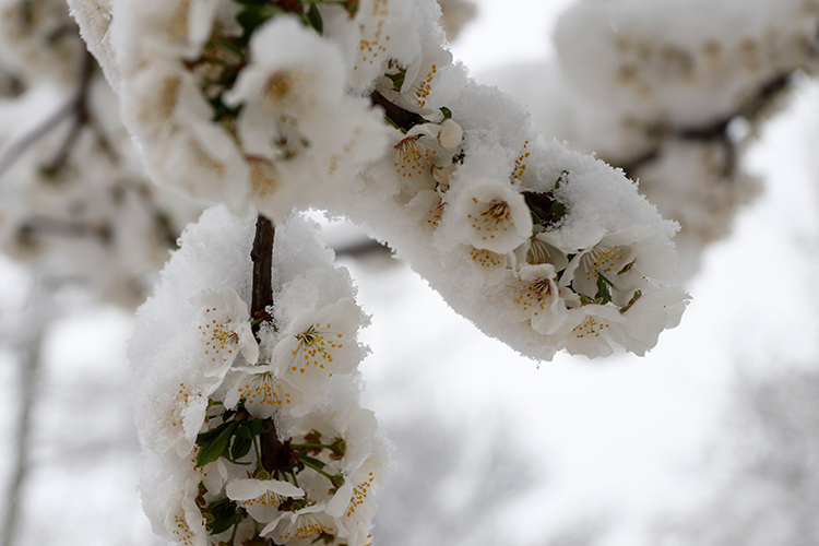عکس | چهره زمستانی بهار در زنجان