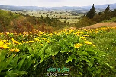 ویدئوکست | خیز و غنیمت شمار، جنبش باد ربیع