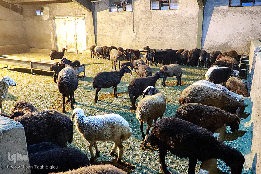 اهدای 100 رأس گوسفند قربانی به حسینیه اعظم زنجان اهدای 100 رأس گوسفند قربانی به حسینیه اعظم زنجان
