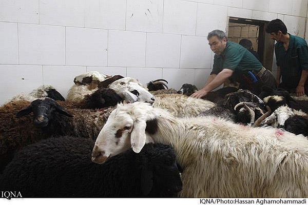 ذبح شرعی ذبح شرعی