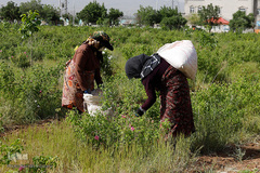 برداشت گل محمدی از مزارع هیدج
