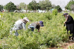 برداشت گل محمدی از مزارع هیدج