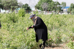 برداشت گل محمدی از مزارع هیدج