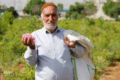 برداشت گل محمدی از مزارع هیدج