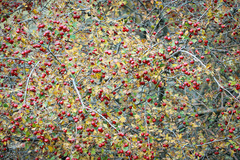 طبیعت پاییزی طارم