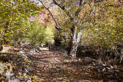 طبیعت پاییزی طارم