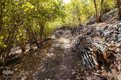 طبیعت پاییزی طارم