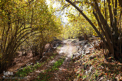 طبیعت پاییزی طارم