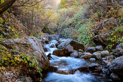 طبیعت پاییزی طارم