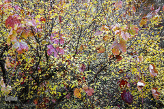 طبیعت پاییزی طارم