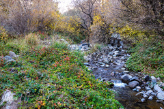 طبیعت پاییزی طارم