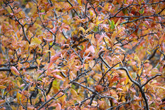 طبیعت پاییزی طارم