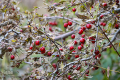 طبیعت پاییزی طارم