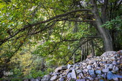 طبیعت پاییزی طارم