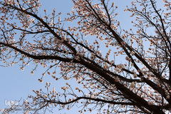 شکوفه های بهاری در زنجان