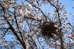 شکوفه های بهاری در زنجان