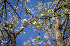 شکوفه های بهاری در زنجان