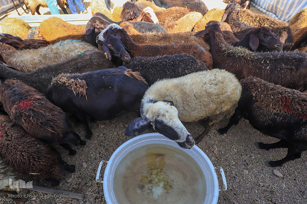 دومین قربانگاه بزرگ جهان اسلام - زنجان