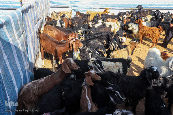دومین قربانگاه بزرگ جهان اسلام - زنجان