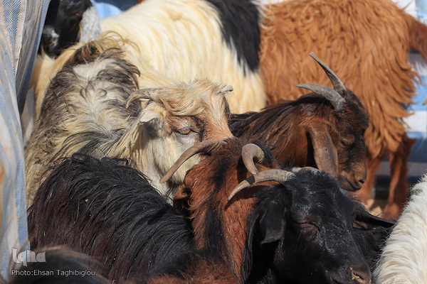 دومین قربانگاه بزرگ جهان اسلام - زنجان