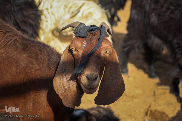 دومین قربانگاه بزرگ جهان اسلام - زنجان