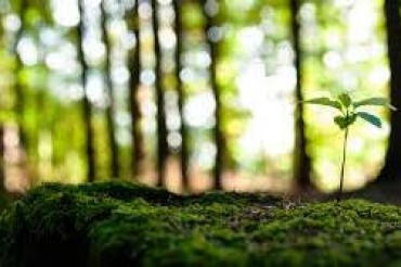 Malesia , comitato fatwa:  violare l’ambiente e’ contro l’Islam