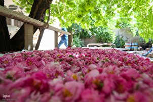 Zoezi la kunereka maji ya waridi katika eneo la Niyasar, Iran