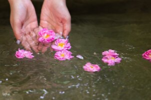 نیاسر میں قدیم گلاب کشیدگی کی رسم